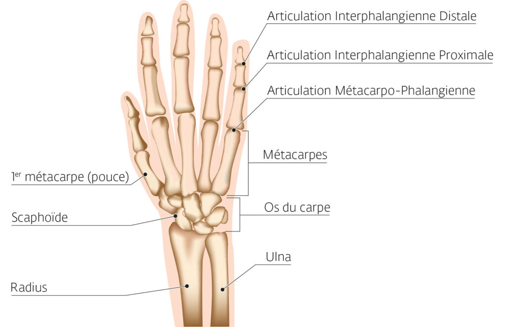 Planche anatomique de la main et du poignet