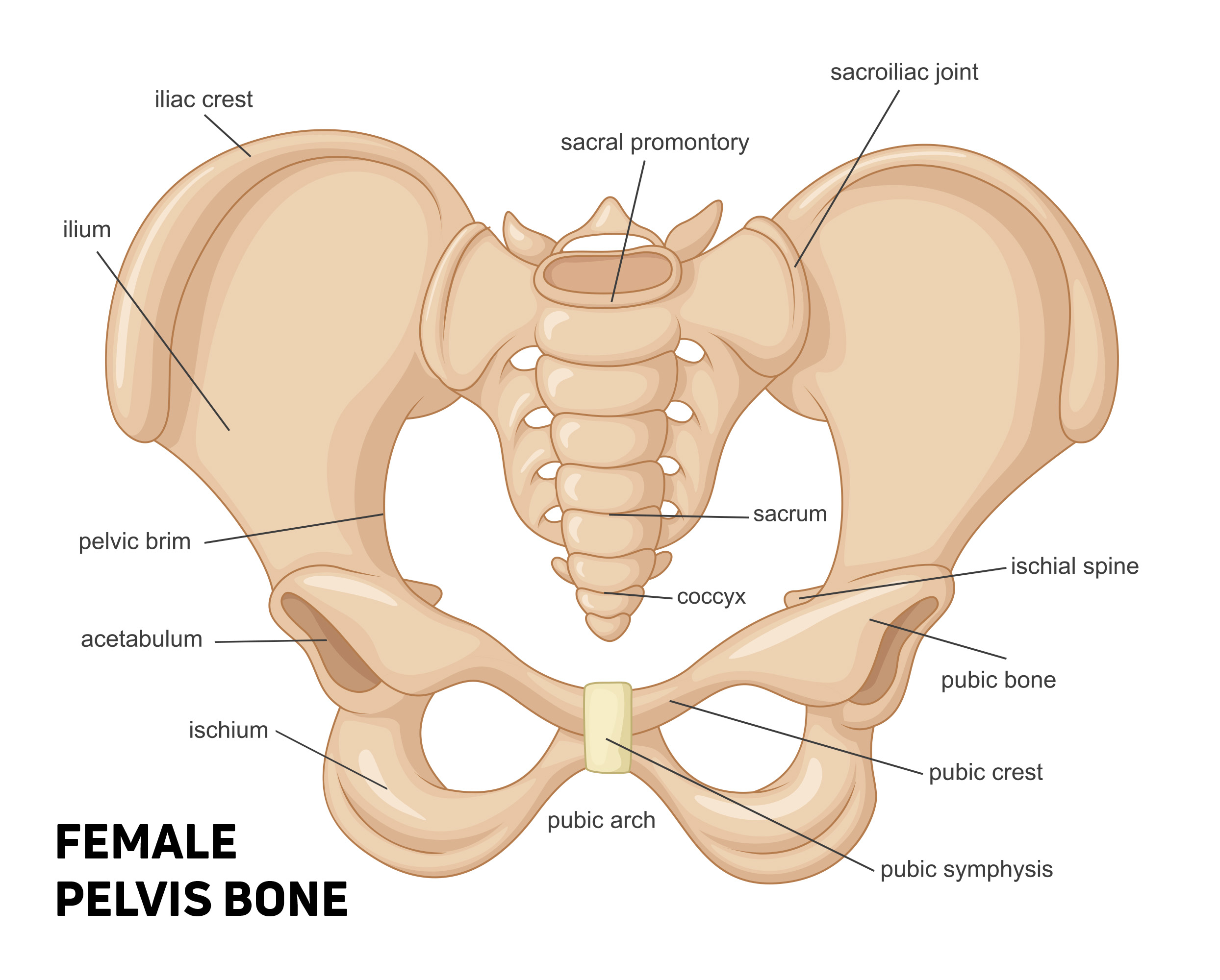 Стабилизаторы таза. Лонная кость и седалищная кость. Лобковые кости. Верхняя ветвь лонной кости справа. Болит лобковая кость что это.