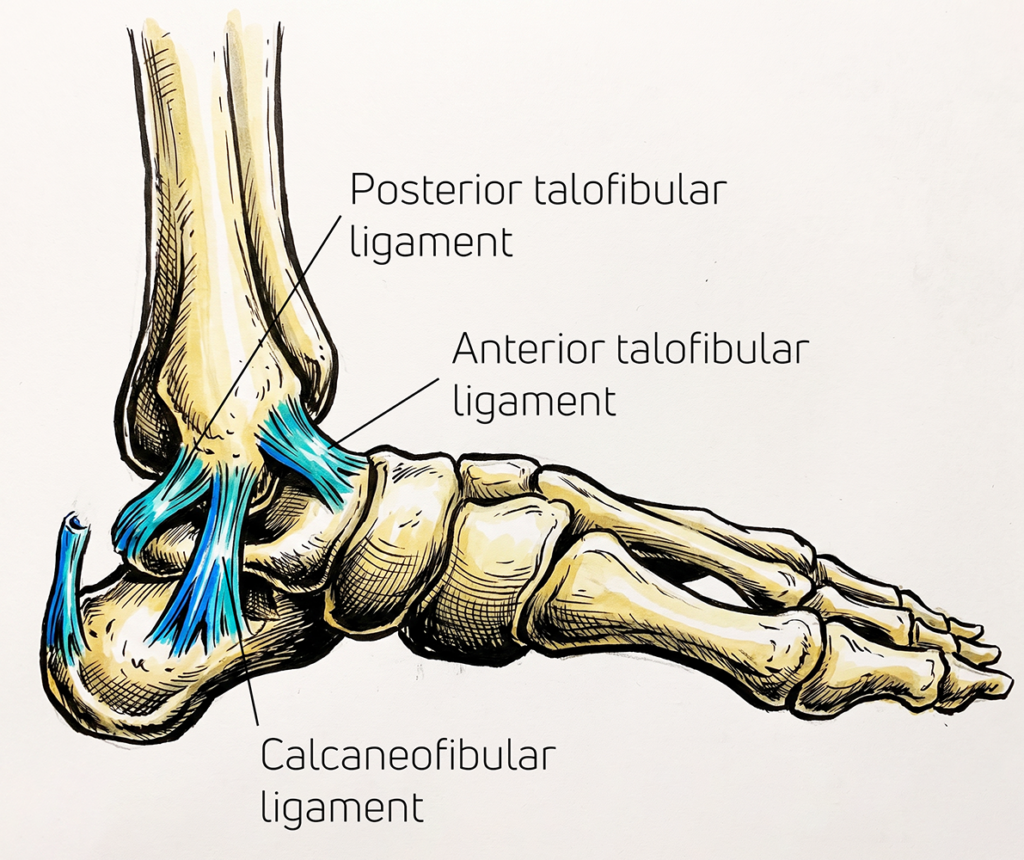 Ankle ligaments diagram