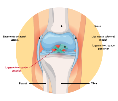 Anatomía de una rodilla sana. Ligamento Cruzado Anterior