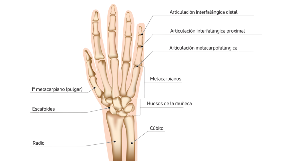 Recordatorio anatómico de la mano