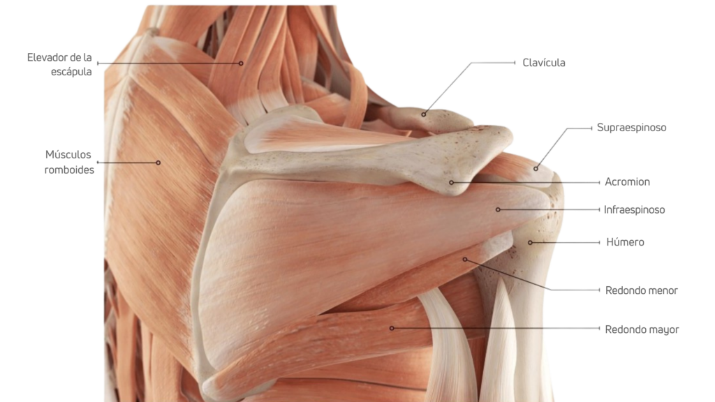 Lámina anatómica del hombro